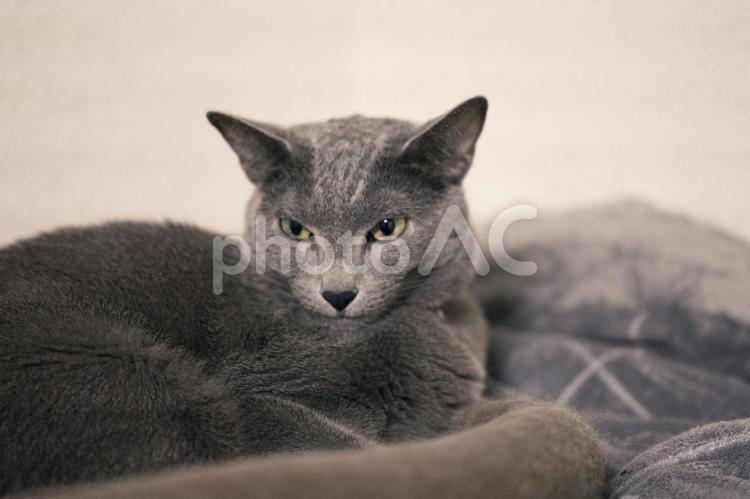 のんびりとした家猫の日常 猫,ロシアンブルー,アップショットの写真素材