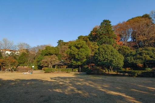 多摩川台公園の広場 多摩川台公園,雑木林,木々の写真素材