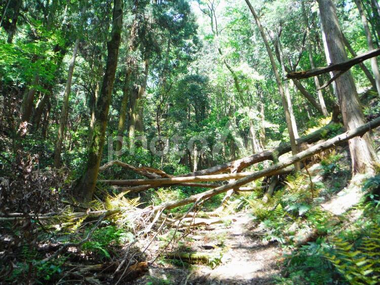 初夏の石田山に倒木 倒木,木漏れ日,森の中の写真素材