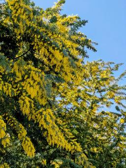 鮮やかに咲き誇るミモザの木 青空 春の花 鮮やかに咲き誇るミモザの木 青空 春の花の写真