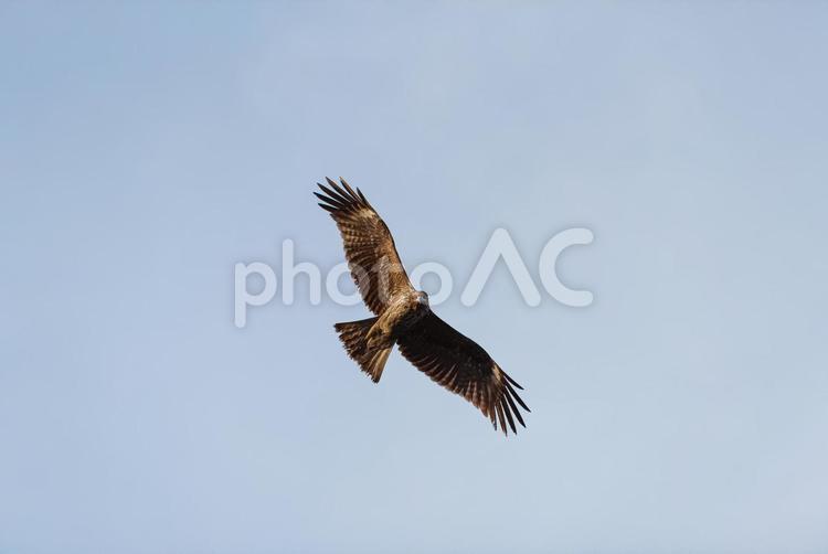 大空からこちらをじっと見つめるトビ トビ,野鳥,鳥の写真素材