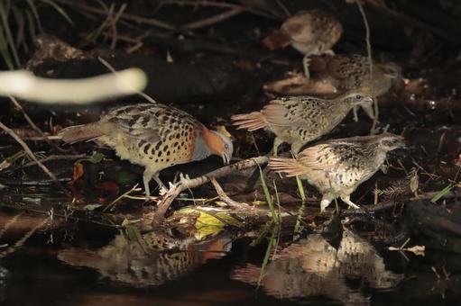 鏡面に映る小綬鶏の親子 鏡面に映る小綬鶏の親子 小綬鶏,親子,鏡面の写真素材