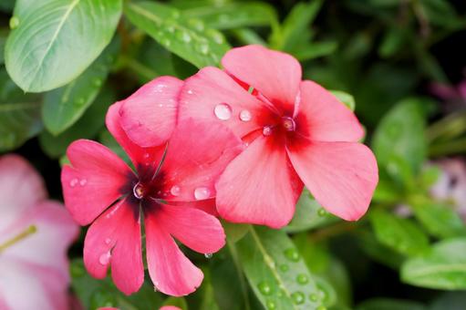 雨上がりの美しい花 花,植物,花びらの写真素材