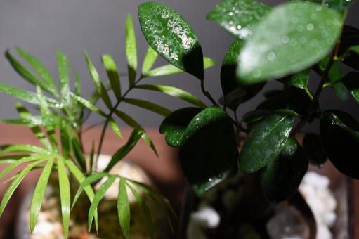 観葉植物 観葉植物の写真