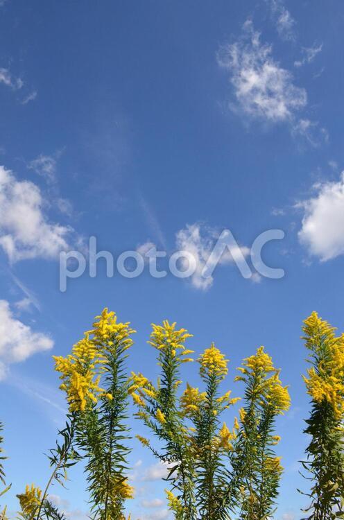 セイタカアワダチソウと青空 セイタカアワダチソウ,花,黄色い花の写真素材
