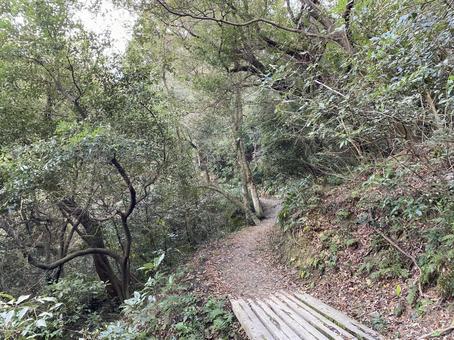 登山 登山 山,登山,低山の写真素材