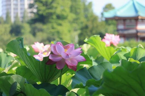 蓮の花 アップ 弁天堂 蓮の花 アップ 弁天堂 蓮の花,満開,ハスの写真素材