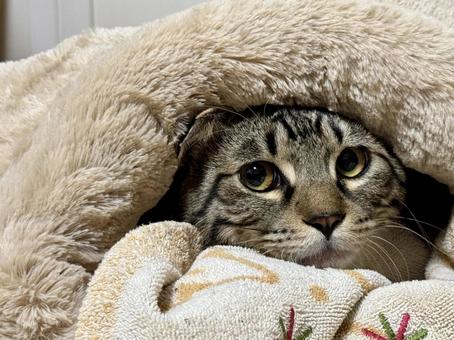 寝袋に入る猫 猫,キジトラ,虎猫の写真素材