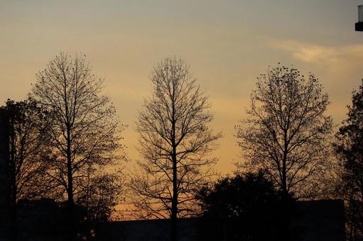 冬枯れの大樹のシルエットとオレンジの夕空 冬枯れ,大樹,シルエットの写真素材