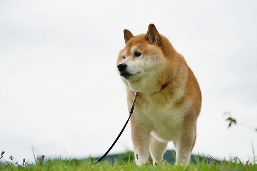 柴犬のポートレート 柴犬のポートレート 犬,柴犬,赤毛の写真素材