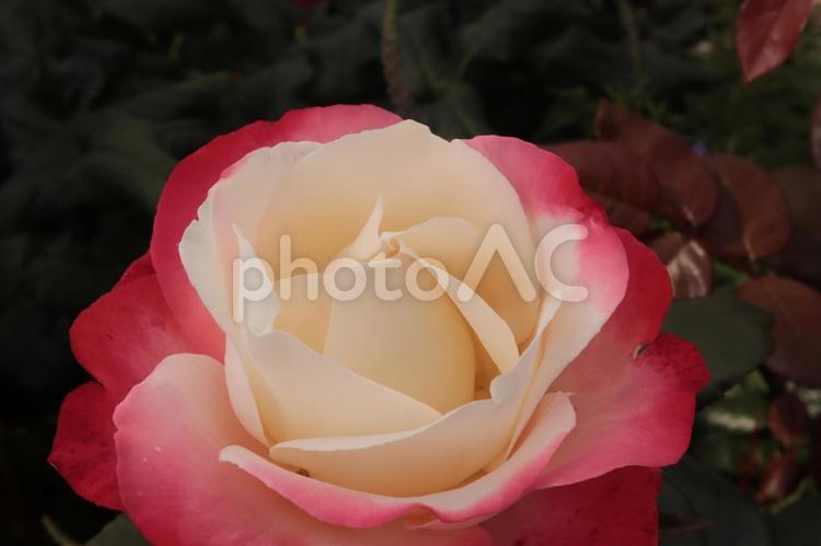 バラ園にて綺麗な薔薇を撮った写真です バラ園にて綺麗な薔薇を撮った写真です 花,薔薇,自然の写真素材