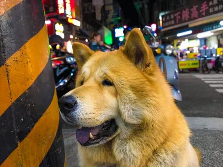 台湾の犬 台湾の犬 台湾,外国の犬,悲しい顔の写真素材