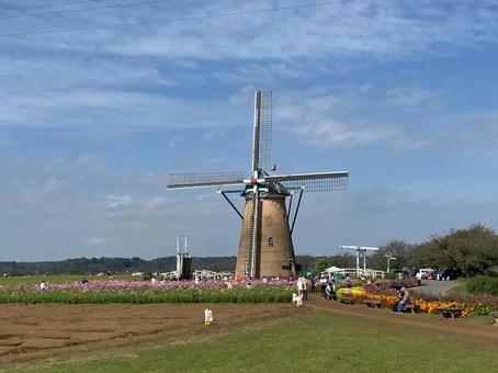 佐倉ふるさと広場の風車とコスモス 佐倉ふるさと広場,風車,オランダ風車の写真素材