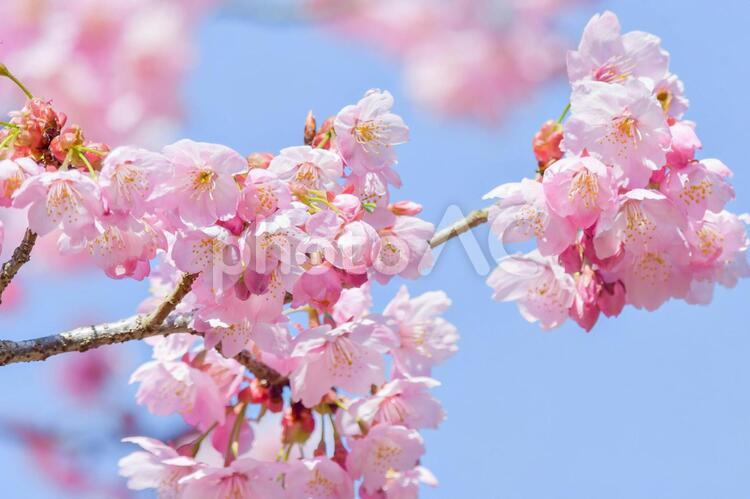 自然　さくら サクラ,ひな祭り,卒業式の写真素材