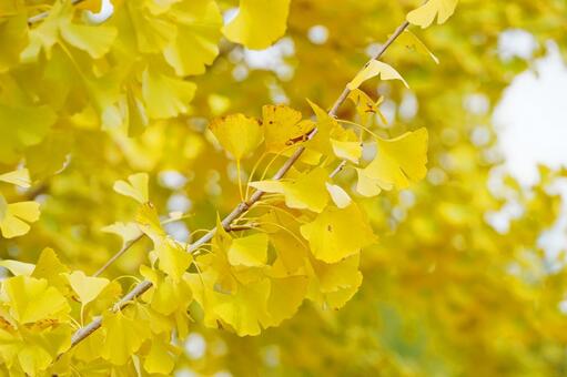 黄色く色づいたイチョウの葉5 イチョウ,銀杏,公孫樹の写真素材