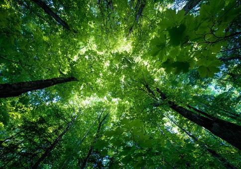 青空と緑の葉のコントラストの写真