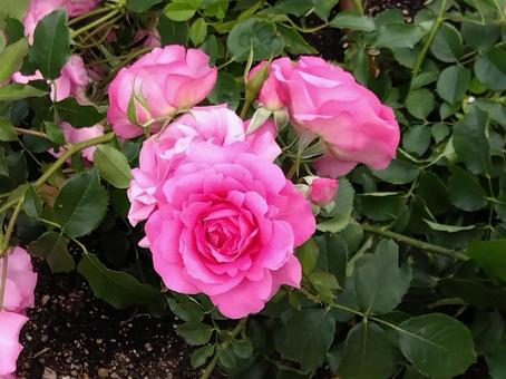 花・うらら 花・うららの写真