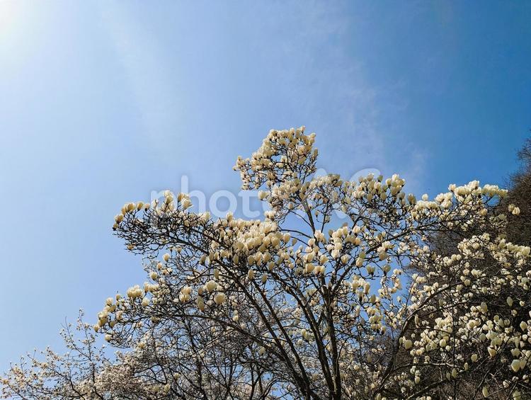 モクレンと太陽と青空の風景 モクレン,青い空,３月の写真素材