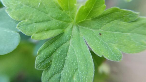 フウロソウ属の植物は区別が難しい フウロソウ属の植物は区別が難しいの写真