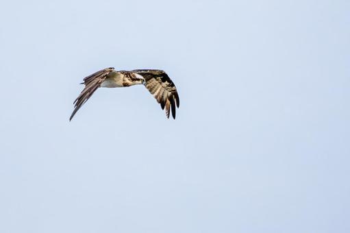 ミサゴ(115) 鳥,ミサゴ,ウオタカの写真素材