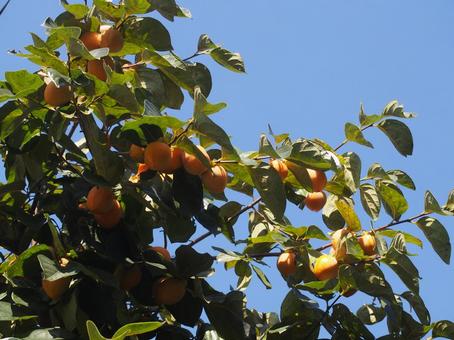 Photo, persimmon, persimmon tree, persimmon nuts, 