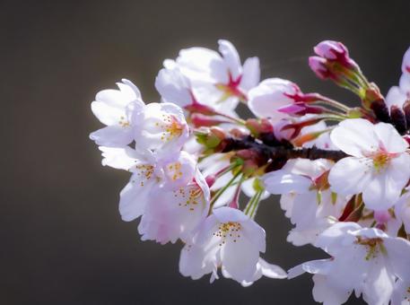 満開の桜 満開の桜 桜,春,満開の写真素材