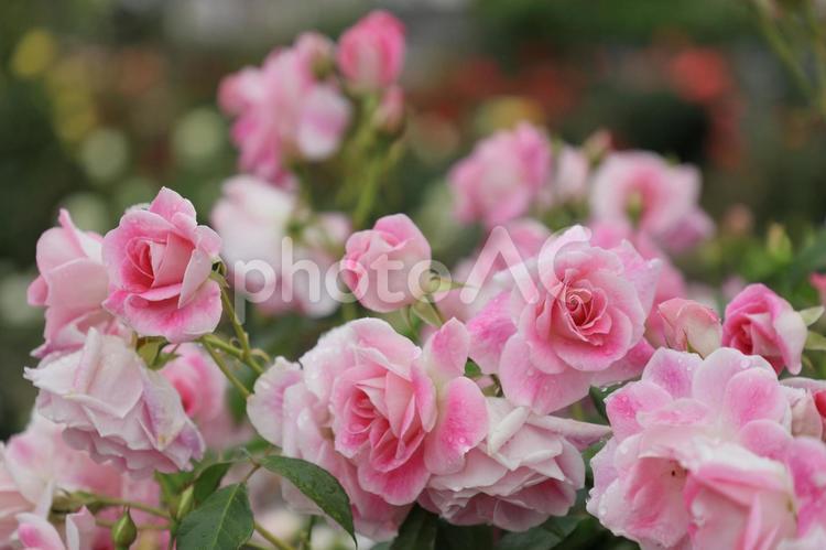 ピンク色の薔薇と後ろぼけ 花,バラ,植物の写真素材