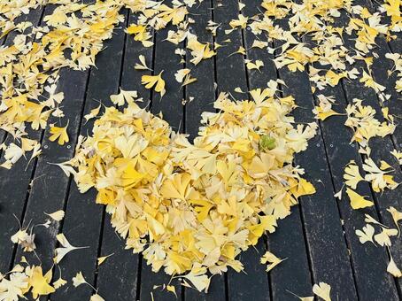 イチョウの葉 落ち葉,イチョウ,黄色の写真素材