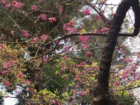 清水公園の桜-69 清水公園の桜-69の写真