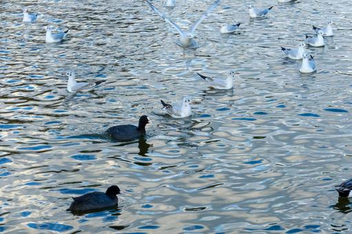 冬の波紋と水鳥の群れ 冬の波紋と水鳥の群れの写真