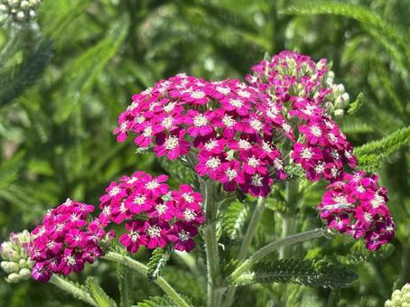 セイヨウノコギリソウの花。 セイヨウノコギリソウの花。の写真