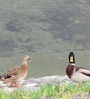 Maybe playing in the river Maybe the duck in the Kamo River, Kyoto Maybe the duck in Sakyo-ku, Kyoto Maybe playing in the river Maybe the duck in the Kamo River, Kyoto Maybe the duck in Sakyo-ku, Kyoto