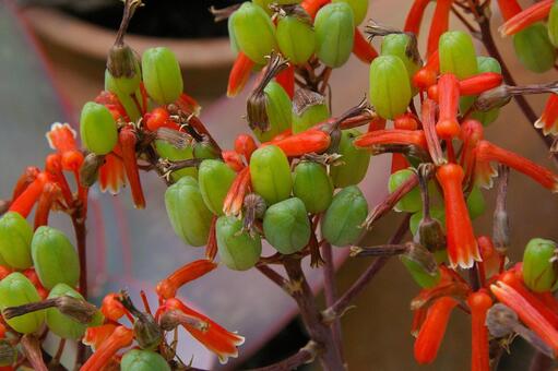 アロエ・ストリアータ アロエ,ストリアータ,線條蘆薈の写真素材