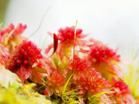 赤い苔 秋,赤,コケの写真素材