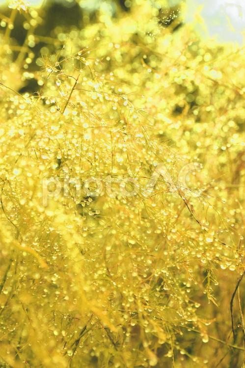 葉先についた水滴のイメージ（イエロー） 背景,イエロー,黄色の写真素材