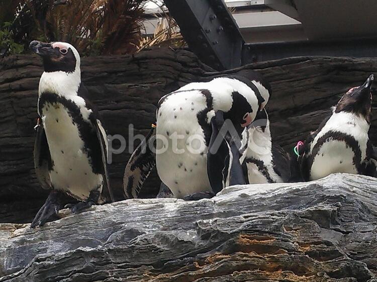 水族館のペンギン ペンギン,水族館,生物の写真素材