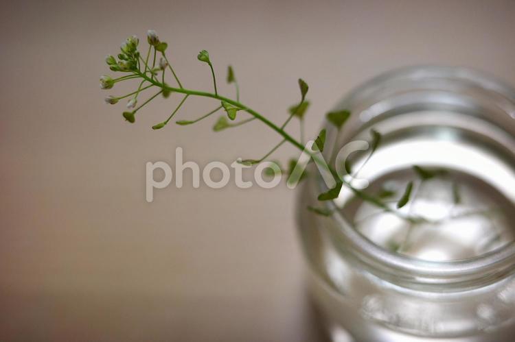 一輪挿しのぺんぺん草 一輪挿し,ぺんぺん草,ペンペングサの写真素材