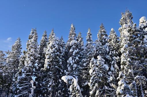 雪国イメージ（1）　雪化粧した針葉樹 xmas,クリスマス,クリスマスツリーの写真素材