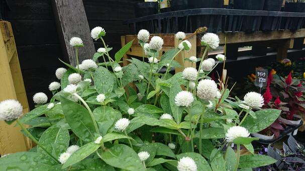 可愛いお花丸 可愛いお花丸の写真