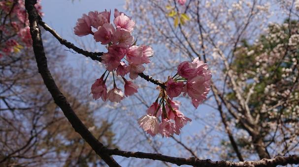 Photo, cherry blossoms, sakura, cherryblossoms, 