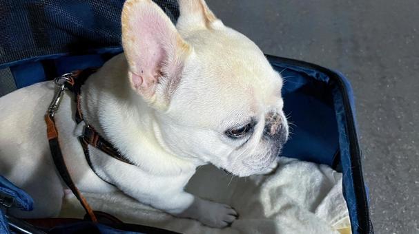 ベビーカーで待機するフレンチブルドッグ ベビーカーで待機するフレンチブルドッグ フレンチブルドッグ,犬,ペットの写真素材