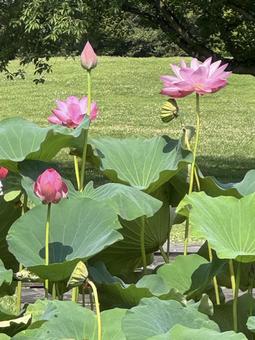Photo, lotus, lotus flower, ancient lotus no sato, 