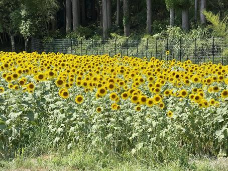 福井県 越前市のひまわり畑 福井県 越前市のひまわり畑 福井県,越前市,福井の写真素材
