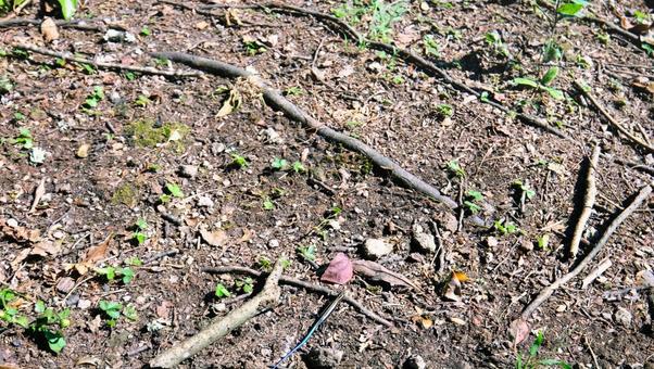 虹色の尻尾を持ったトカゲの写真