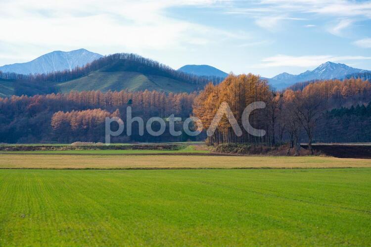 秋の十勝 カラ松,黄色,畑の写真素材