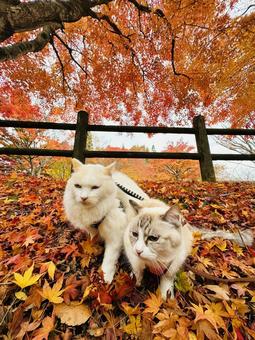 紅葉とねこ 秋,自然,ナチュラルの写真素材