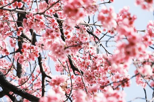 桜 桜の写真