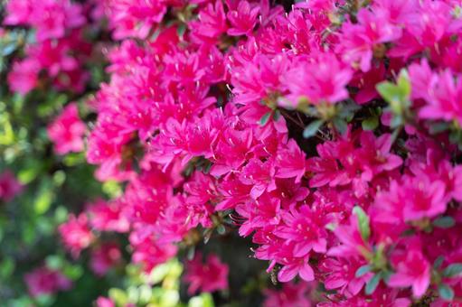 春の陽射しに咲く鮮やかなツツジ② ツツジ,ピンク,春の写真素材