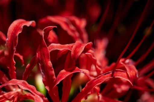 Autumn spider lilies, JPG