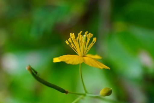 野に咲く黄色いクサノオウの花 野に咲く黄色いクサノオウの花の写真